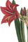 Botanique I No Words Poster Print by Wild Apple Portfolio - Item # VARPDX25341